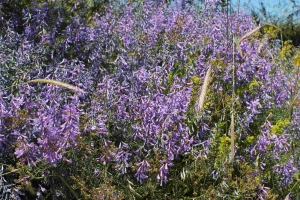 Köy Fotoğrafları